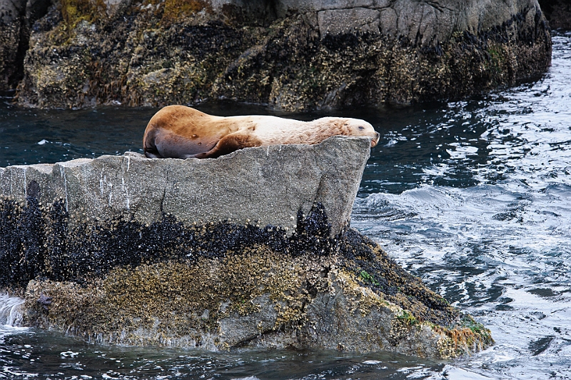 Alaska Wildlife-65.JPG